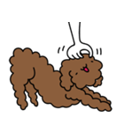 Poodle Soi 1（個別スタンプ：12）