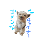 ヨークシャテリアのゴエモン君（個別スタンプ：1）