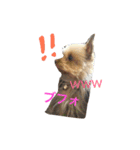 ヨークシャテリアのゴエモン君（個別スタンプ：4）