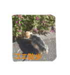 ヨークシャテリアのゴエモン君（個別スタンプ：10）