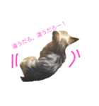 ヨークシャテリアのゴエモン君（個別スタンプ：13）