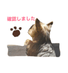 ヨークシャテリアのゴエモン君（個別スタンプ：15）