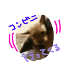 ヨークシャテリアのゴエモン君（個別スタンプ：17）