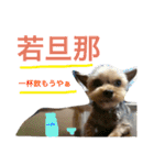 ヨークシャテリアのゴエモン君（個別スタンプ：21）