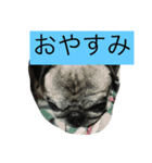 ウィンの日常（個別スタンプ：1）