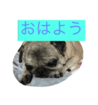 ウィンの日常（個別スタンプ：2）