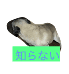 ウィンの日常（個別スタンプ：4）