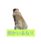 ウィンの日常（個別スタンプ：5）