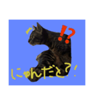 うちのわんにゃん★（個別スタンプ：5）