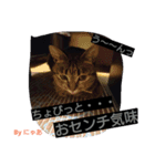 リアル にゃあ（個別スタンプ：5）