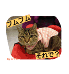 リアル にゃあ（個別スタンプ：8）