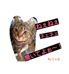 リアル にゃあ（個別スタンプ：9）