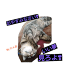 リアル にゃあ（個別スタンプ：15）