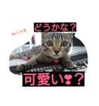 リアル にゃあ（個別スタンプ：16）