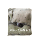 とみの日常（個別スタンプ：13）