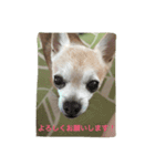 とみの日常（個別スタンプ：16）