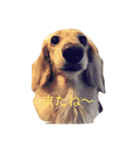 ダックス(クリーム)の使えるスタンプ 2（個別スタンプ：9）