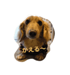 ダックス(クリーム)の使えるスタンプ 2（個別スタンプ：15）