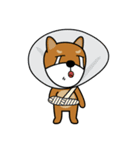 Nobu and Co (Shiba Inu and Chick)（個別スタンプ：34）