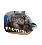 のリトラじるし vol.2（個別スタンプ：7）