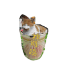 のリトラじるし vol.2（個別スタンプ：13）