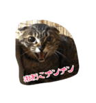 のリトラじるし vol.2（個別スタンプ：29）