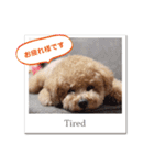 可愛いtoy-poodle（個別スタンプ：4）