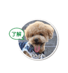 可愛いtoy-poodle（個別スタンプ：7）