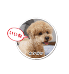 可愛いtoy-poodle（個別スタンプ：8）