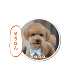 可愛いtoy-poodle（個別スタンプ：9）