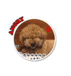 可愛いtoy-poodle（個別スタンプ：10）