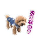 可愛いtoy-poodle（個別スタンプ：11）