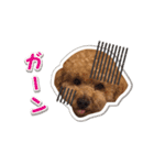 可愛いtoy-poodle（個別スタンプ：12）