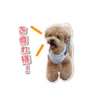 可愛いtoy-poodle（個別スタンプ：13）