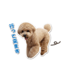 可愛いtoy-poodle（個別スタンプ：14）