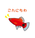 熱帯魚（個別スタンプ：1）