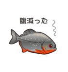 熱帯魚（個別スタンプ：4）