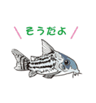 熱帯魚（個別スタンプ：5）