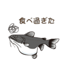 熱帯魚（個別スタンプ：6）