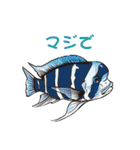 熱帯魚（個別スタンプ：9）