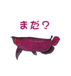 熱帯魚（個別スタンプ：10）