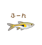 熱帯魚（個別スタンプ：11）