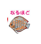 熱帯魚（個別スタンプ：30）