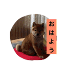 幸太郎のスタンプ（個別スタンプ：5）