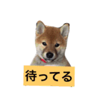 幸太郎のスタンプ（個別スタンプ：7）