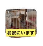 幸太郎のスタンプ（個別スタンプ：11）