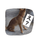 幸太郎のスタンプ（個別スタンプ：13）