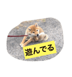 幸太郎のスタンプ（個別スタンプ：15）