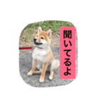 幸太郎のスタンプ（個別スタンプ：16）