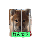幸太郎のスタンプ（個別スタンプ：17）